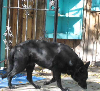 Casey, the official restaurant dog